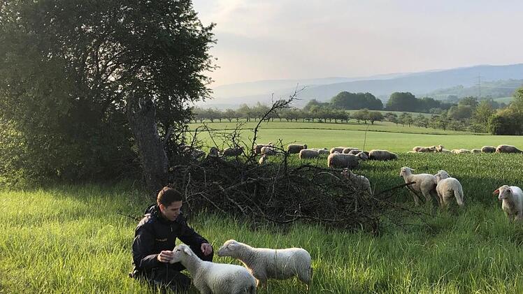 Die Polizisten betreuten bei Breunsberg die ausgebüchsten Lämmer bis der Schäfer kam und seine Tiere zurück ins Gehege begleitete. Foto: Polizei  Aschaffenburg