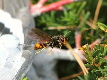 Landkreis Bad Kissingen: Vorsicht vor Asiatischen Hornissen - Naturschutzbeh&ouml;rde informiert &uuml;ber Merkmale