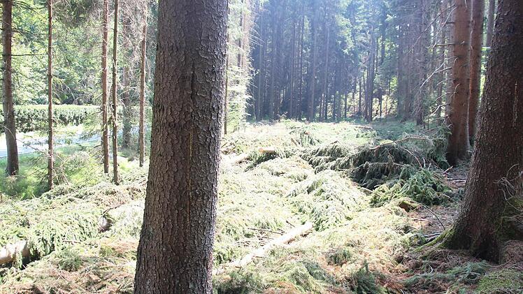 Links die alte Kreisstraße 3 bei der Felsmühle. Dort, wo die Bäume gefällt sind, wird sie künftig verlaufen.  Foto: Friedwald Schedel