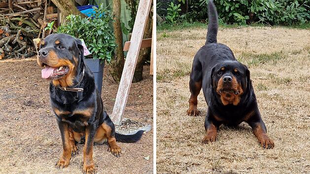 Tierheim Nürnberg: Happy End für "Banjo" - Rottweiler hat zu Hause gefunden