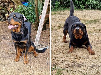 Tierheim Nürnberg: Happy End für "Banjo" - Rottweiler hat zu Hause gefunden
