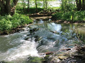 Die Lauer ist, auch wenn es hier nicht den Eindruck macht,  ein stark von Menschenhand geprägter Fluss,. Die Wasserwirtschaft will die Ökologie durch gezielte Maßnahmen verbessern.Heike Beudert