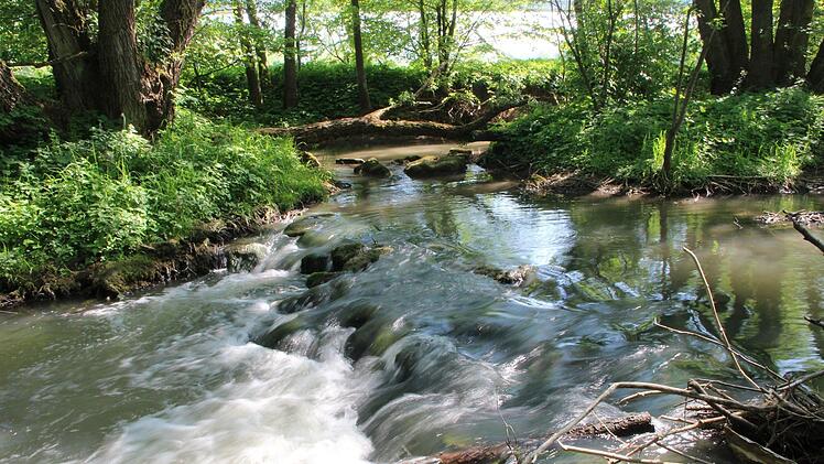 Die Lauer ist, auch wenn es hier nicht den Eindruck macht,  ein stark von Menschenhand geprägter Fluss,. Die Wasserwirtschaft will die Ökologie durch gezielte Maßnahmen verbessern.Heike Beudert