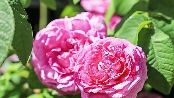Verschiedene Rosensorten ließen die Herzen der Gartenliebhaber höher schlagen.