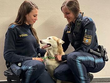 Tierheim Ansbach: Herrenloser Hund springt ins Auto - und landet bei Polizei