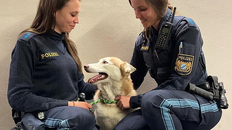 Tierheim Ansbach: Herrenloser Hund springt ins Auto - und landet bei Polizei