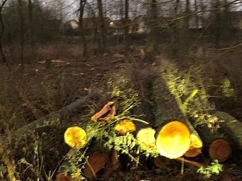 Das Pappelwäldchen des Gemeindegebiets Dörfles-Esbach ist bis auf wenige Bäume verschwunden.  Foto: Doris Weidner