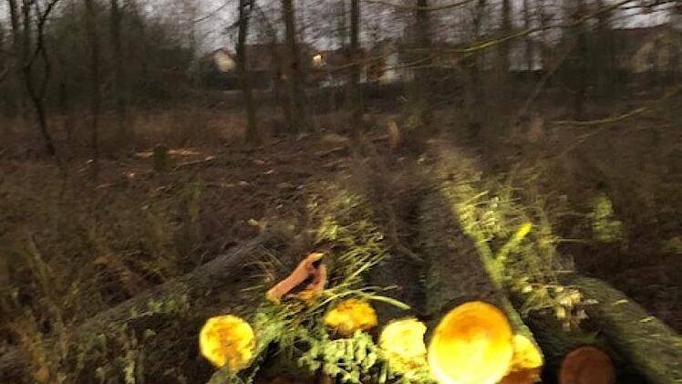 Das Pappelwäldchen des Gemeindegebiets Dörfles-Esbach ist bis auf wenige Bäume verschwunden.  Foto: Doris Weidner