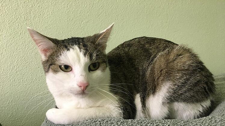 Tierheim Bamberg: Kater Schröder hat "nur ein kleines Problem"