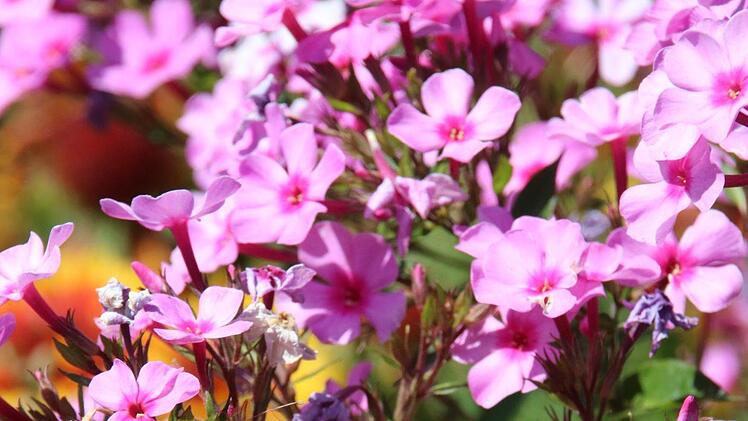 Impressionen aus der Kleingartenanlage Katzbachtal. Foto: Jürgen Gärtner