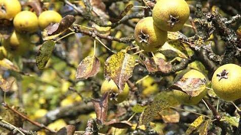 Der große alte fränkische Susbirnbaum von Friedrich Kropfeld hängt voller Früchte.