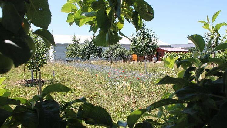 Blick auf den Vereinsgarten des OGV-Eggolsheim: Blumenweide und Bühne für verschiedene Arten des Obstanbaus. Foto: Johannes Höllein
