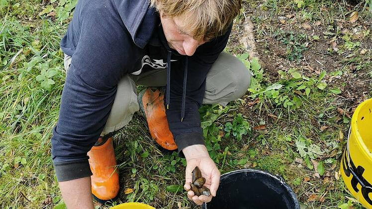 Ranger Martin Kreisel z&auml;hlt die Bachmuscheln vor der Umsiedlung.Foto: Naturpark Fr&auml;nkische Schweiz-Frankenjura