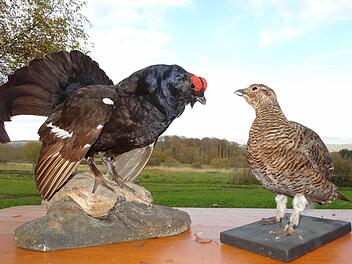 Gemeinsam wurde der erste Erfolg im Birkwild Auswilderungsprojekt gefeiert. Das Bild zeigt von links: Georg Sauer (Ranger im Biosphärenreservat Hessische Rhön), Thomas Keller (Höhere Naturschutzbehörde, Regierung von Unterfranken), Torsten Kircher (Schutzgebietsbetreuer), Enno Piening (Vizepräsident des Bayerischen Jagdverbandes), Eric Imm (Geschäftsführer Wildlandstiftung), Birgit Gleiss (Rhön-Sprudel), Dr. Wolfgang Schiefer (Vorstandsvorsitzender Wildlandstiftung), Landrat Thomas Habermann,...