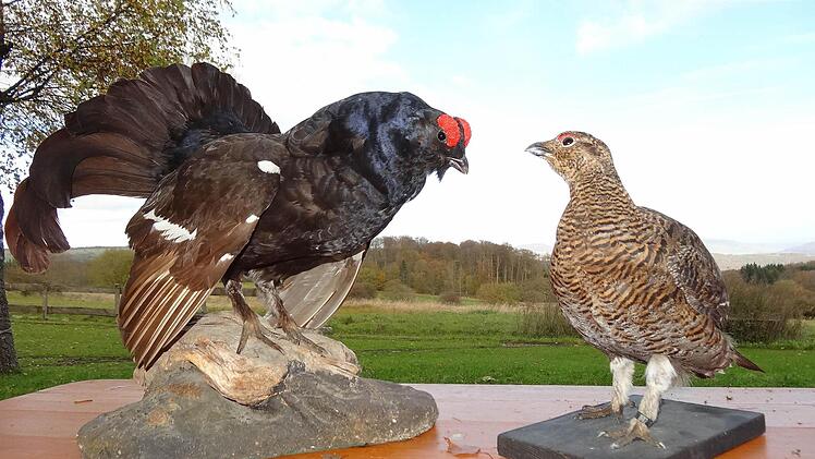 Gemeinsam wurde der erste Erfolg im Birkwild Auswilderungsprojekt gefeiert. Das Bild zeigt von links: Georg Sauer (Ranger im Biosphärenreservat Hessische Rhön), Thomas Keller (Höhere Naturschutzbehörde, Regierung von Unterfranken), Torsten Kircher (Schutzgebietsbetreuer), Enno Piening (Vizepräsident des Bayerischen Jagdverbandes), Eric Imm (Geschäftsführer Wildlandstiftung), Birgit Gleiss (Rhön-Sprudel), Dr. Wolfgang Schiefer (Vorstandsvorsitzender Wildlandstiftung), Landrat Thomas Habermann,...
