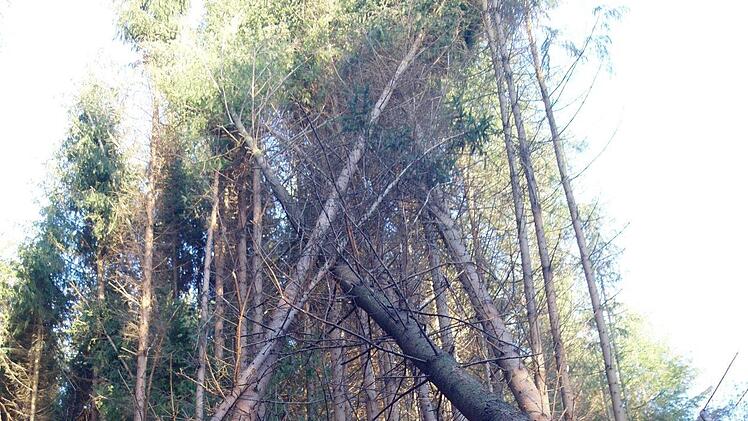 Ein Bild der Zerstörung. 80 bis 100 Fichten und Douglasien wurden mutwillig und rechtswidrig gefällt.  Foto: Stephanie Elm