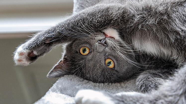 Tierheim Nürnberg mit bewegender Kater-Geschichte: "Alles kam anders"