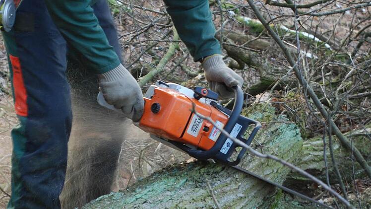 Drei Männer wollten Brennholz für eine Jagdhütte machen. Für einen von ihnen endete der Ausflug in den Wald tödlich, für einen anderen vor Gericht. Symbolbild: Archiv/Günter Flegel