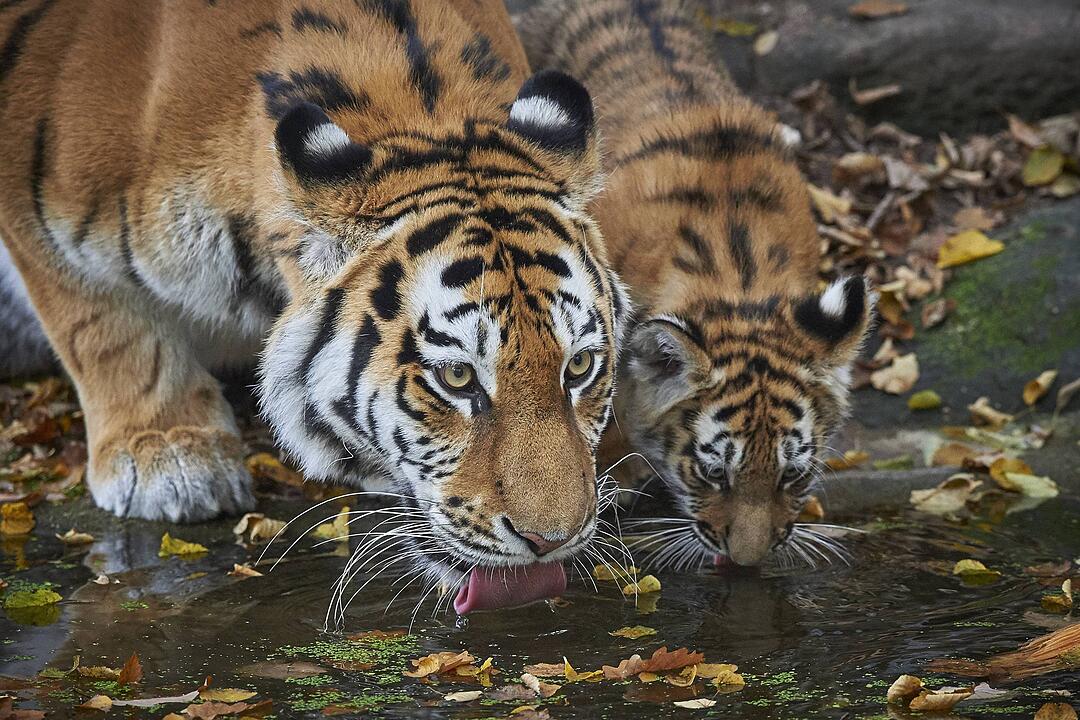 Tiger-Nachwuchs entwickelt sich prächtig in Nürnberg