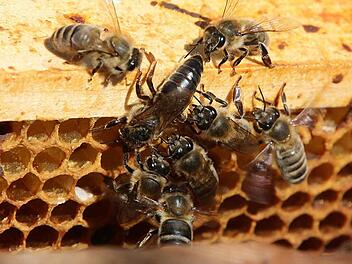 Keiner will sie missen: Die Bienen - hier eine Bienenkönigin auf der Wabe. Foto: Simone Bastian