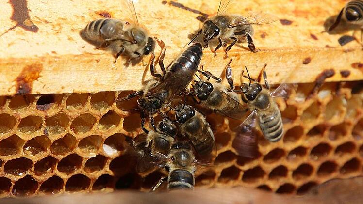 Keiner will sie missen: Die Bienen - hier eine Bienenkönigin auf der Wabe. Foto: Simone Bastian