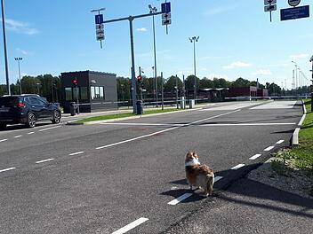 Hund l&auml;uft auf Stra&szlig;e
