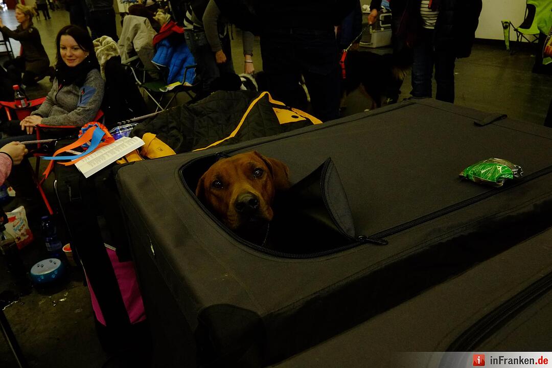 43. Internationale Rassehundeausstellung (Cacib) in Nürnberg