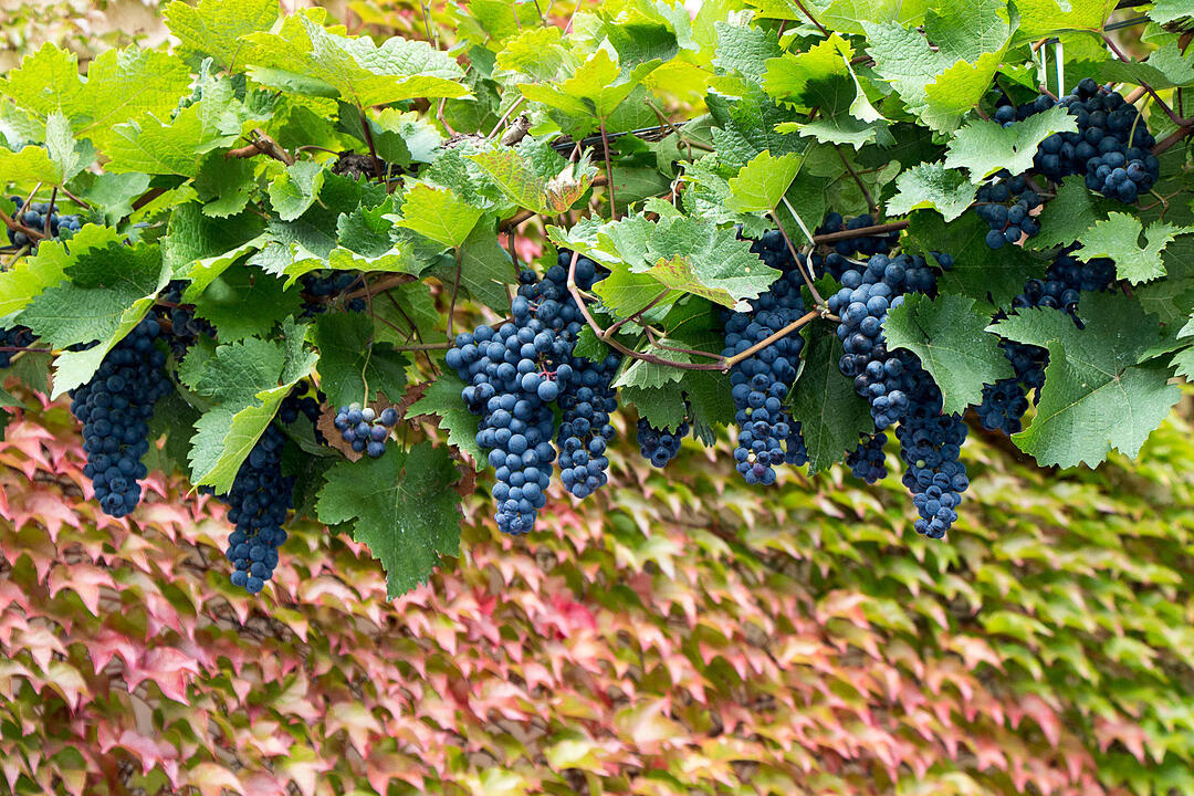 Fotos Konrad Thomann