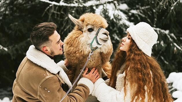 junges Paar in der Liebe in der Mode stilvolle Winterkleidung stehen in verschneiten Kiefernwald und Spaß haben, die Zeit zusammen mit Lama und Alpaka Haustier, Valentinstag und frisch verheiratet, Zärtlichkeit und Liebe, Alpaca, Alpaca-Wanderung