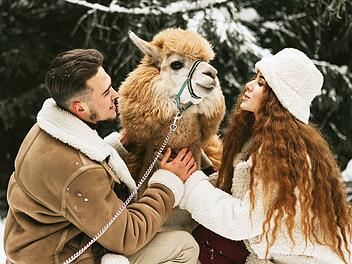 junges Paar in der Liebe in der Mode stilvolle Winterkleidung stehen in verschneiten Kiefernwald und Spaß haben, die Zeit zusammen mit Lama und Alpaka Haustier, Valentinstag und frisch verheiratet, Zärtlichkeit und Liebe, Alpaca, Alpaca-Wanderung