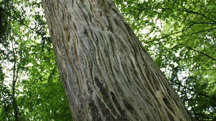 Sagengestalten, Fabelwesen, Waldgeister und "grüne Männer": Um insgesamt 13 Motive wird der Skulpturenweg erweitert.