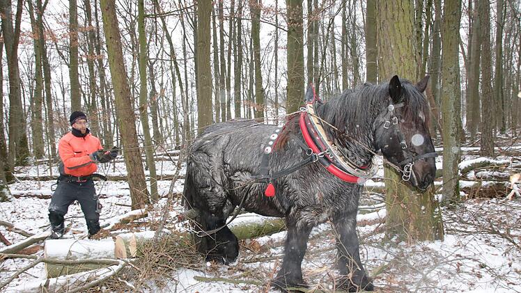 Tobias Dotter und sein Pferd bei der Arbeit im Wald.  Foto: Ralf Ruppert