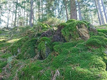 Die Marktrodacher wollen zwei Hektar ihres Gemeindewaldes - hier der Wald bei Zeyern - als Ausgleichsfläche für das neue Gewerbegebiet "Gries III" zur Verfügung stellen. Foto: Veronika Schadeck