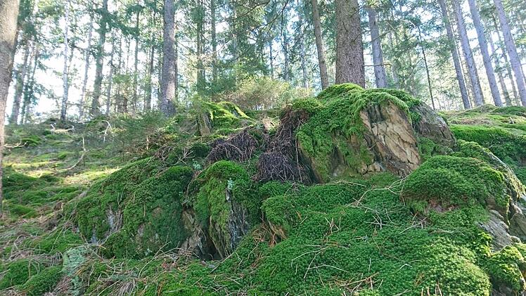 Die Marktrodacher wollen zwei Hektar ihres Gemeindewaldes - hier der Wald bei Zeyern - als Ausgleichsfläche für das neue Gewerbegebiet "Gries III" zur Verfügung stellen. Foto: Veronika Schadeck
