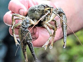 abfischenfotodianafuchs (2)