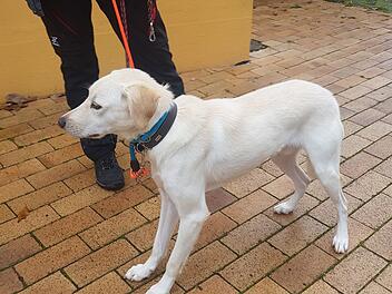 Hund Marlo aus Tierheim Bamberg braucht Zuhause