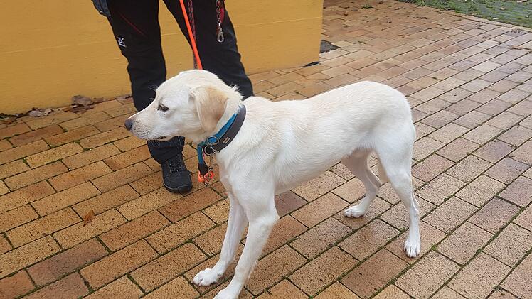Hund Marlo aus Tierheim Bamberg braucht Zuhause