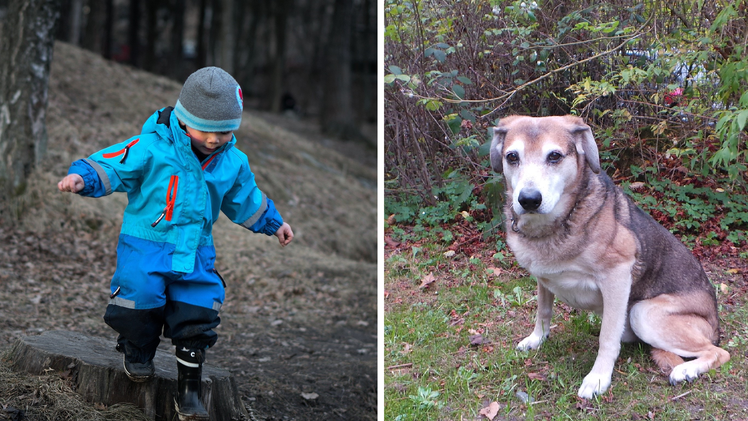 Tierheim Kulmbach: Dreijähriger besiegt seine Angst dank Hund Murphy - "Das war ein schöner Anblick"