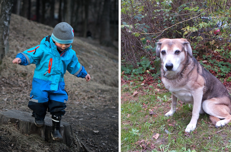 Tierheim Kulmbach: Dreijähriger hat Angst vor Hunden - dann lernt er Murphy kennen