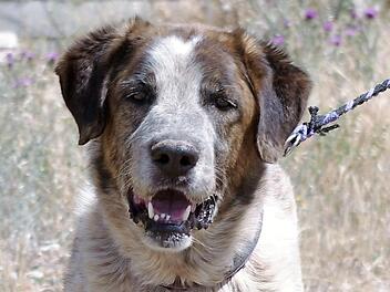 Beethoven lebt zurzeit im Kronacher Tierheim. Foto: privat