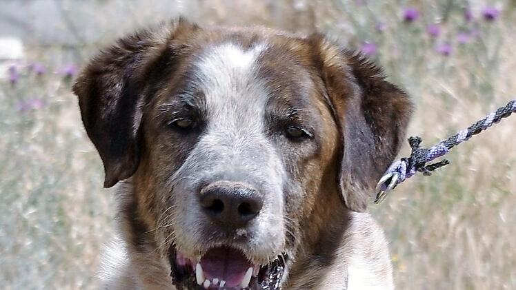Beethoven lebt zurzeit im Kronacher Tierheim. Foto: privat