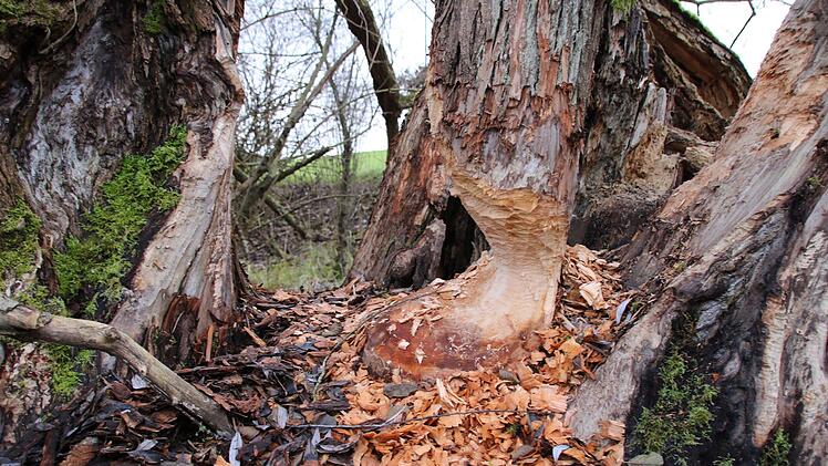 Bilder von der Teichanlage des ASV Hammelburg oberhalb von Obereschenbach. Foto: Ralf Ruppert