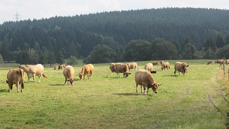 Impressionen von der Erstbegehung des Dichterwaldes am Rennsteig. Foto: Veronika Schadeck