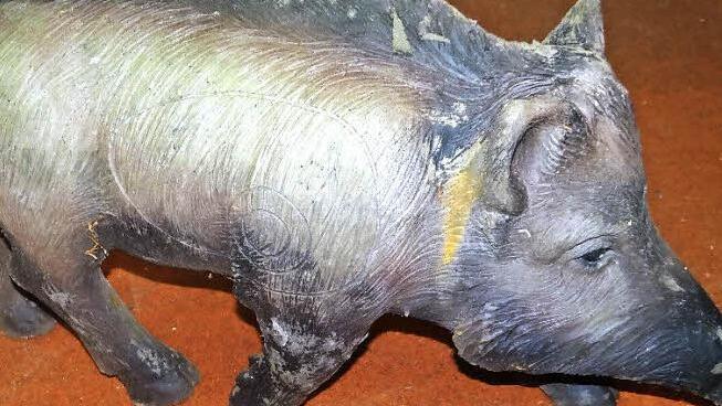 Das Wildschwein ist wieder zurück im Park. Jetzt dient es den Bogenschützen wieder als Zielscheibe.  Foto: Polizei