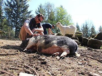 Die Pflege der Tiere ist ein Teil der Arbeit, den freiwillige Helfer in Mittelberg übernehmen. Markus Martini (vorne) und "Wwoofer" Dev im Hintergrund mit Ziege und Minischwein. Foto: Anna-Lena Deuerling