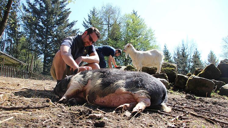 Die Pflege der Tiere ist ein Teil der Arbeit, den freiwillige Helfer in Mittelberg übernehmen. Markus Martini (vorne) und "Wwoofer" Dev im Hintergrund mit Ziege und Minischwein. Foto: Anna-Lena Deuerling