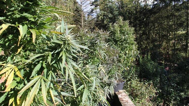 Marihuana, wohin man schaut.