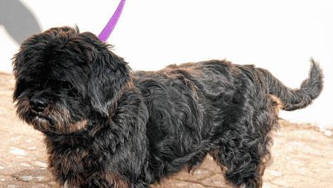 Tier der Woche: Gremlin hat's geschafft