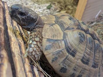 Tierheim Bamberg: Landschildkr&ouml;te Hubert wurde einfach zur&uuml;ckgelassen