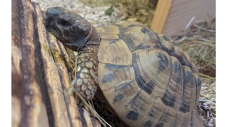 Tierheim Bamberg: Landschildkr&ouml;te Hubert wurde einfach zur&uuml;ckgelassen